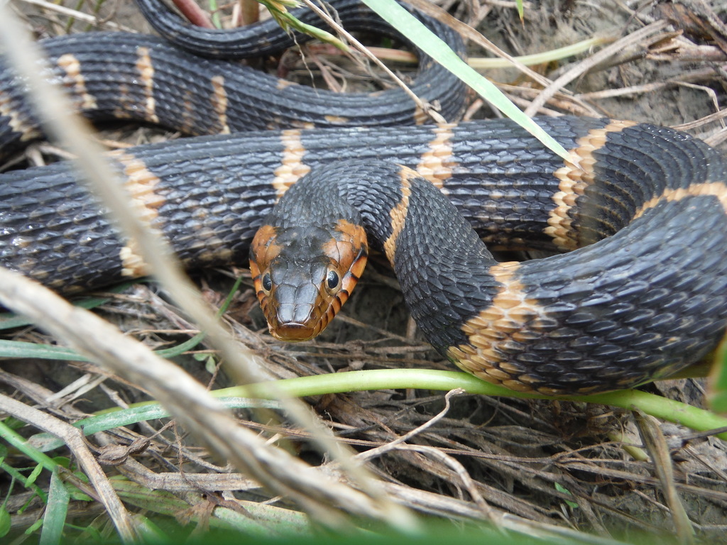 Broadbanded Water Snake (Reptiles of Louisiana) · iNaturalist