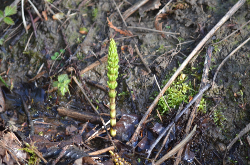 Braun's Giant Horsetail from Ladysmith, BC, Canada on April 09, 2022 at