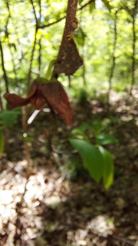 common pawpaw from Louisiana State Arboretum State Preservation Area on
