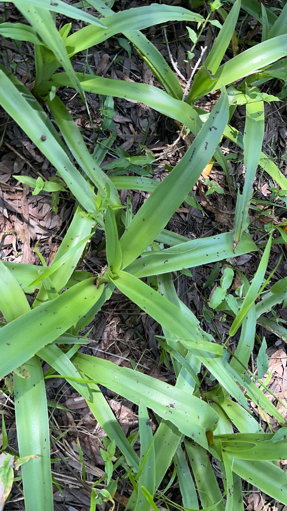 agaves, orchids, irises, and allies from Fort Pierce on April 10, 2022