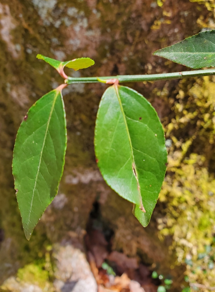 strawberry bush from Rosslyn, KY 40380, USA on April 10, 2022 at 0104