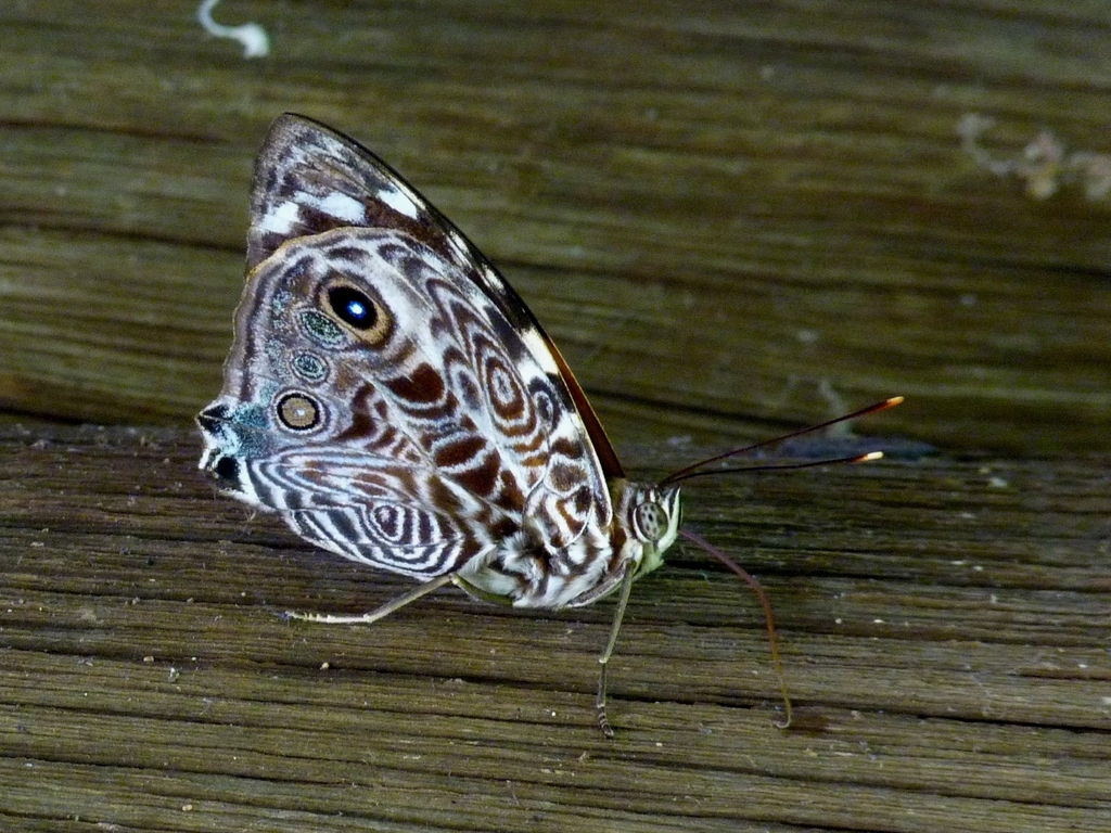 Smyrna blomfildia (Borboletas de Rio Claro, SP/Butterflies of Rio Claro