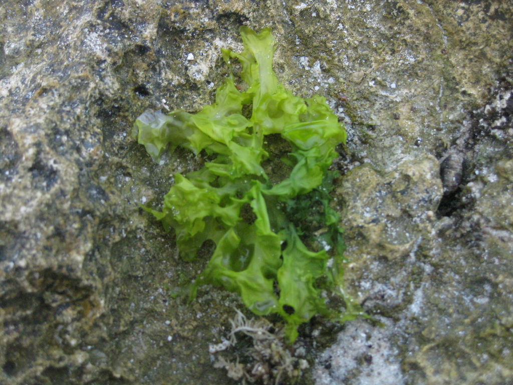 Broadleaf Sea Lettuce from Tegaldlimo, Banyuwangi Regency, East Java