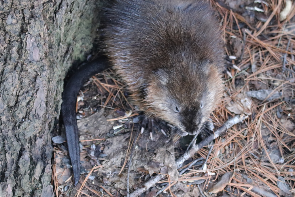 Muskrat from Crystal Bay Lakeview Park Britannia Village, Ottawa, ON, Canada on April 12