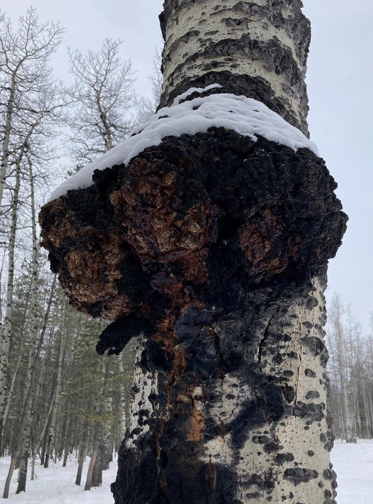 Fungi Including Lichens from Kananaskis, AB T0L, Canada on April 13
