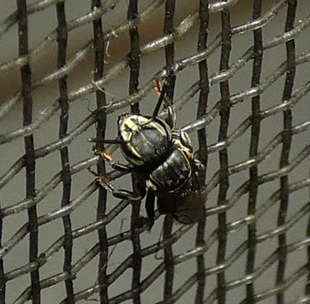 Paratrigona from Zona rural de Paudalho - Pernambuco on April 2, 2022