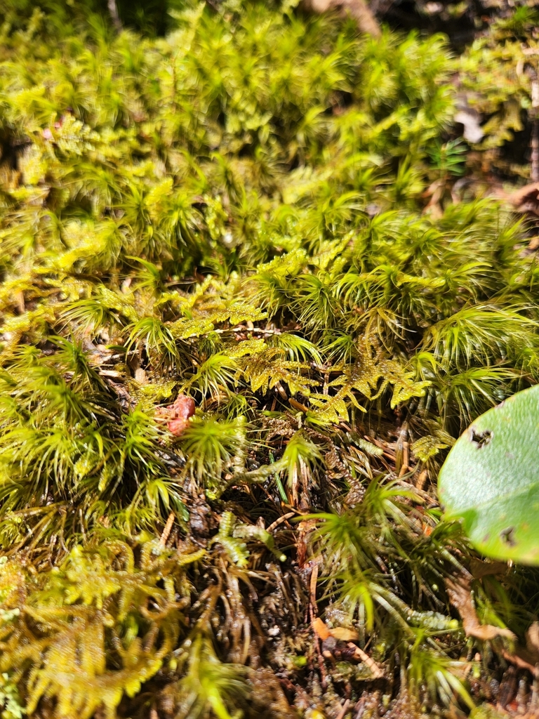 Broom Forkmoss from Gatlinburg, TN 37738, USA on April 16, 2022 at 01
