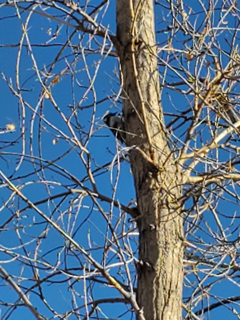 Downy Woodpecker from Prides Crossing, Aurora, CO 80015, USA on April