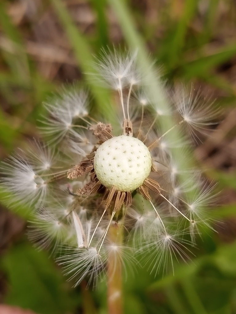 common dandelion from Whaleyville, MD 21872, USA on April 18, 2022 at