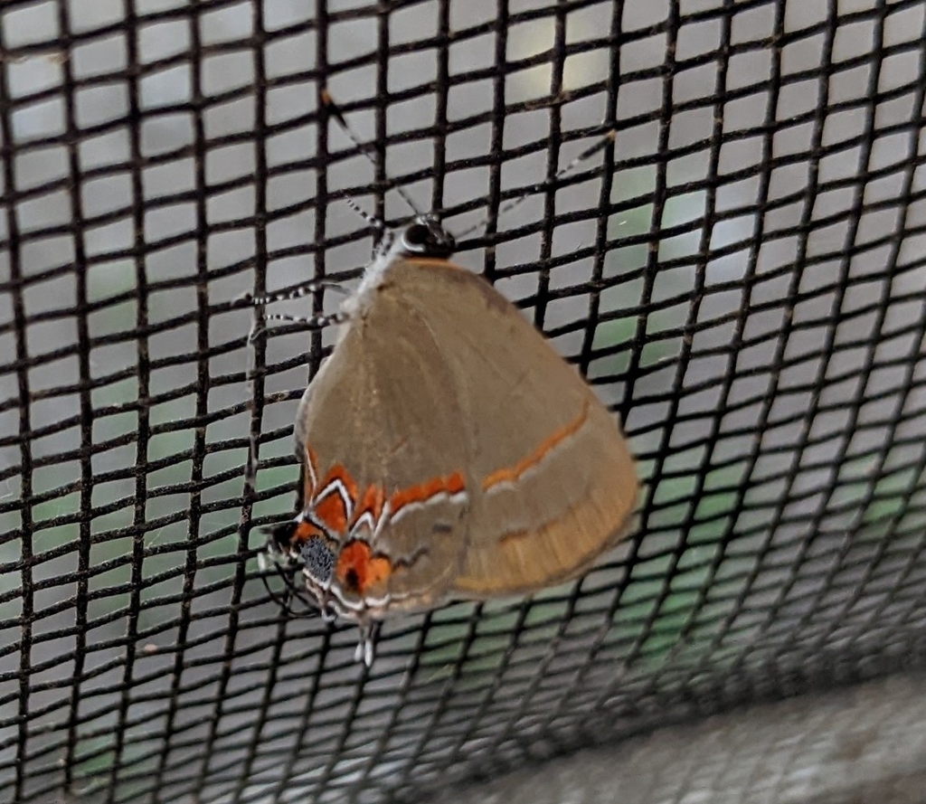 Calycopis from Lepanto District, Puntarenas Province, Costa Rica on