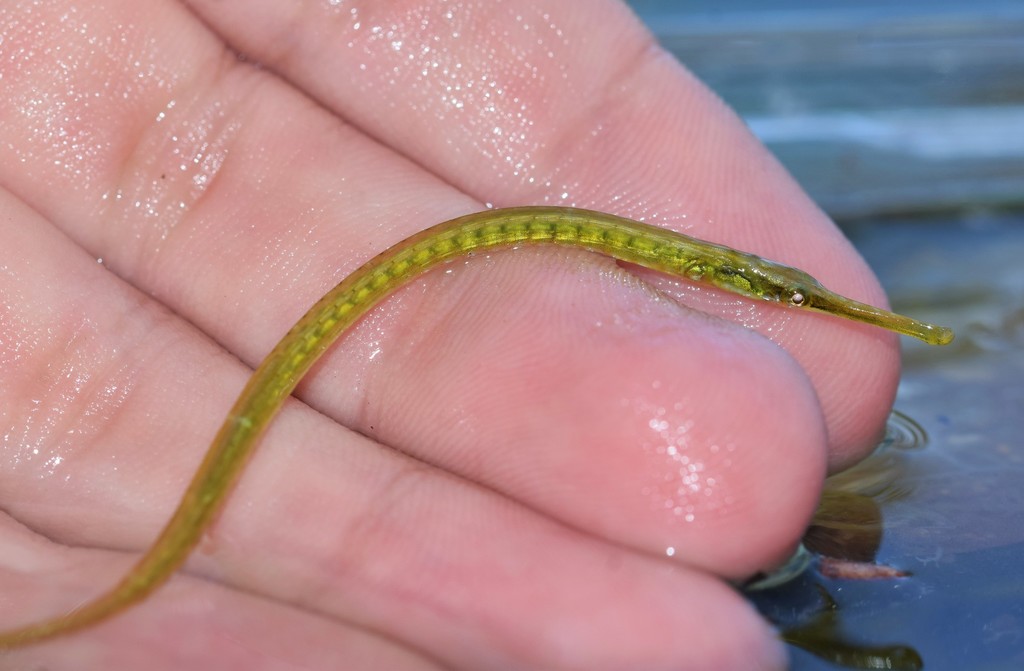 Dusky Pipefish from Fort De Soto, FL, USA on April 20, 2022 by Riley