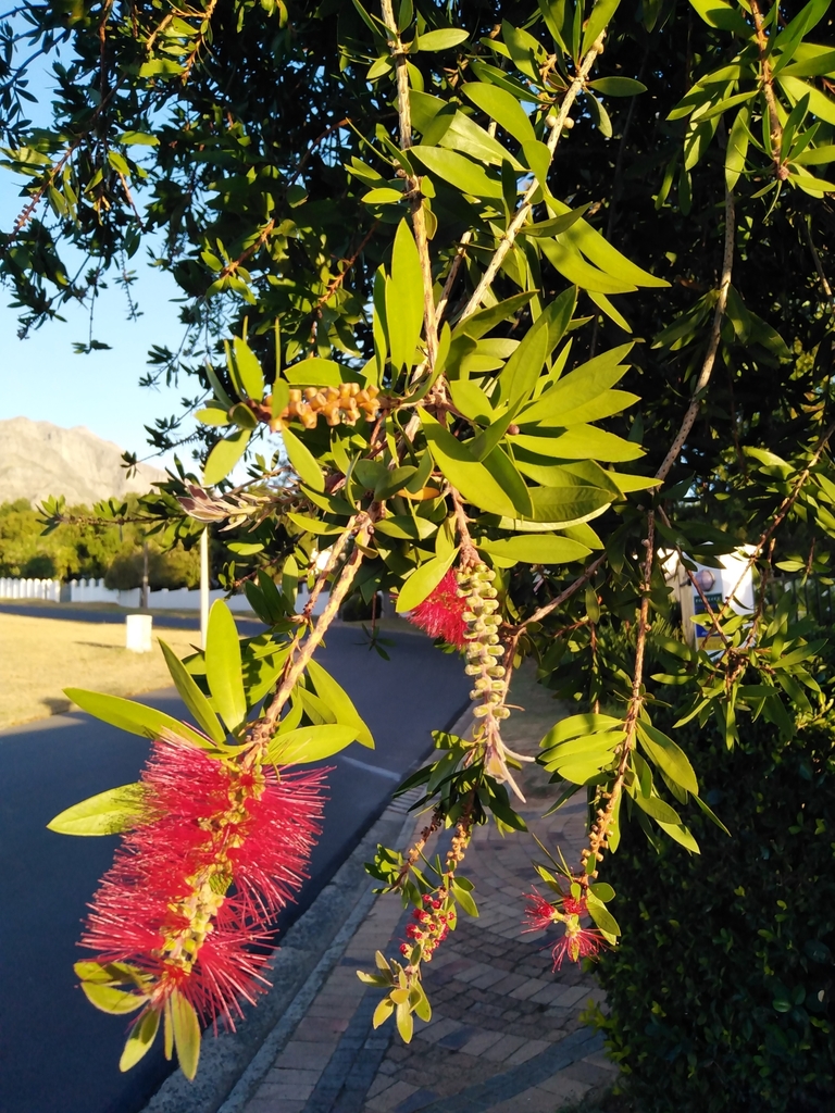 crimson bottlebrush from Welgelegen, Stellenbosch, 7600, South Africa