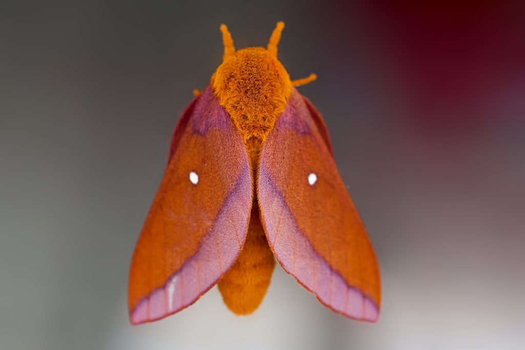 Pinkstriped Oakworm Moth (Arthropods of The University of West Florida