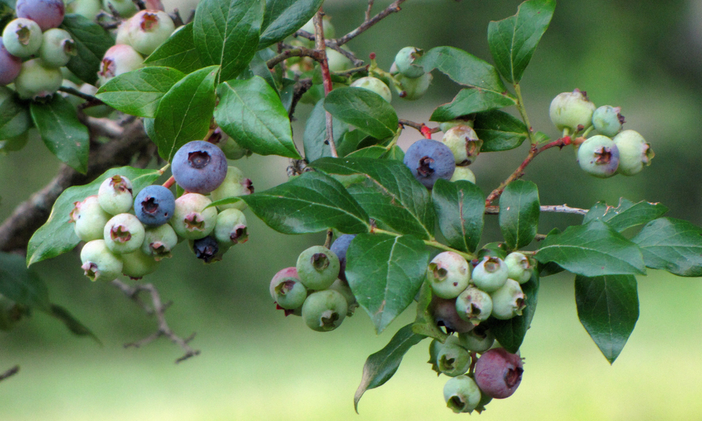 Northern highbush blueberry (Edible Native Plants of New England