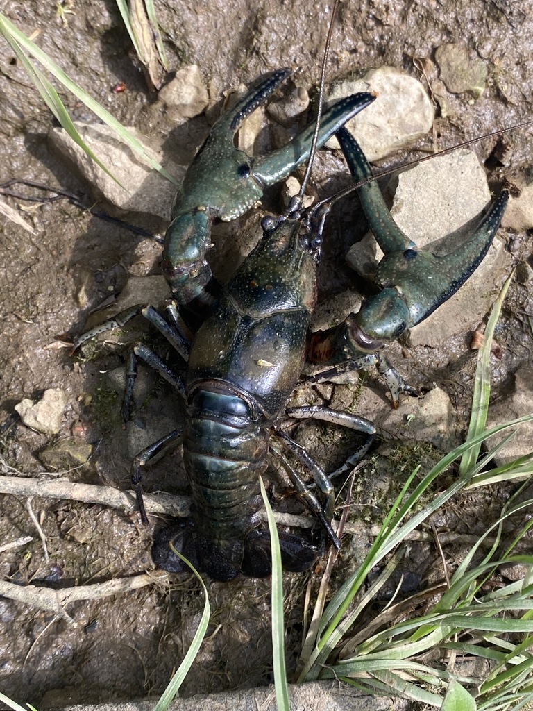 Bigclaw Crayfish from North Fork Creek, St. Hwy 270, Bedford County, TN, USA on April 20, 2022