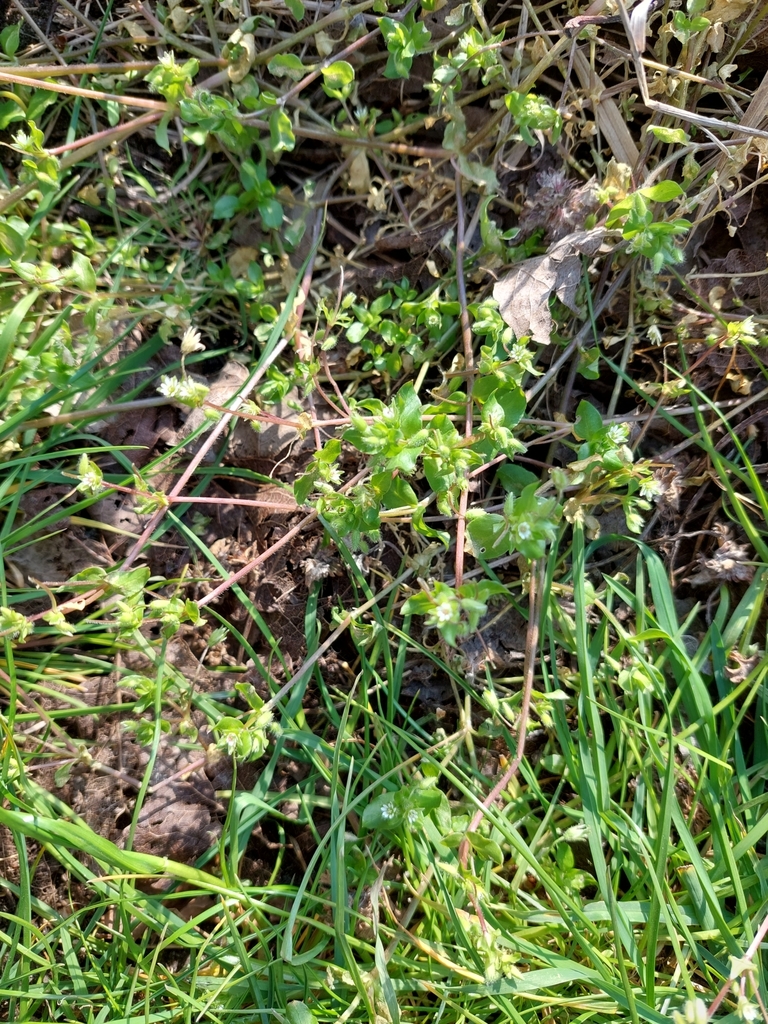 common chickweed from Smithy Green, Formby, Liverpool L37 3PR, UK on April 29, 2022 at 0517 PM