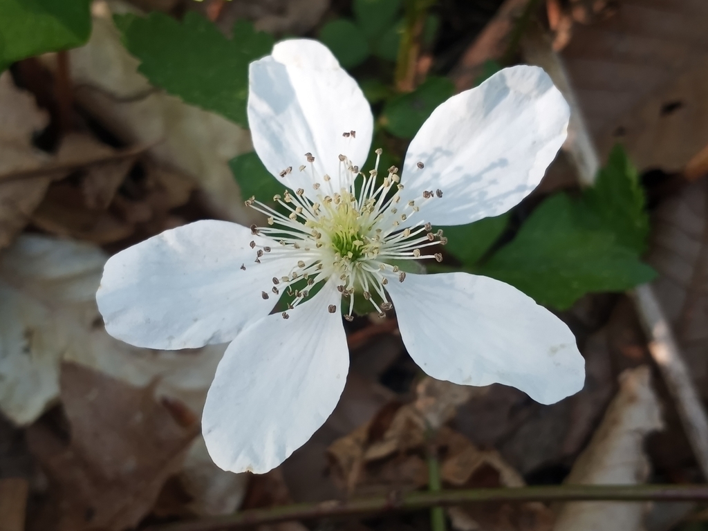 Common Dewberry from Greensboro, MD 21639, USA on April 29, 2022 at 06