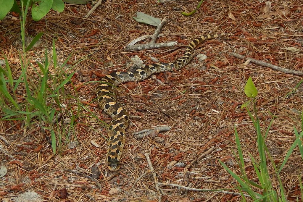 Eastern Hognose Snake from 33587 Baldcypress Lane, Laurel, DE 19956