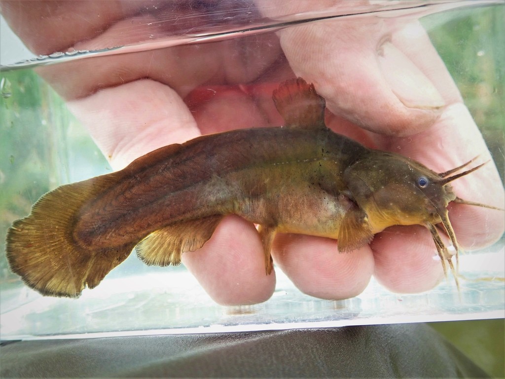 Tadpole Madtom (Saskatchewan Fish) · iNaturalist