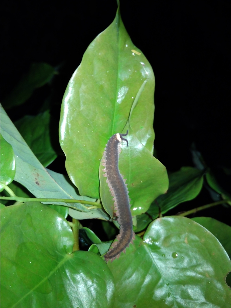 equatorial velvet worms from Unnamed Road, Ecuador on June 8, 2018 at