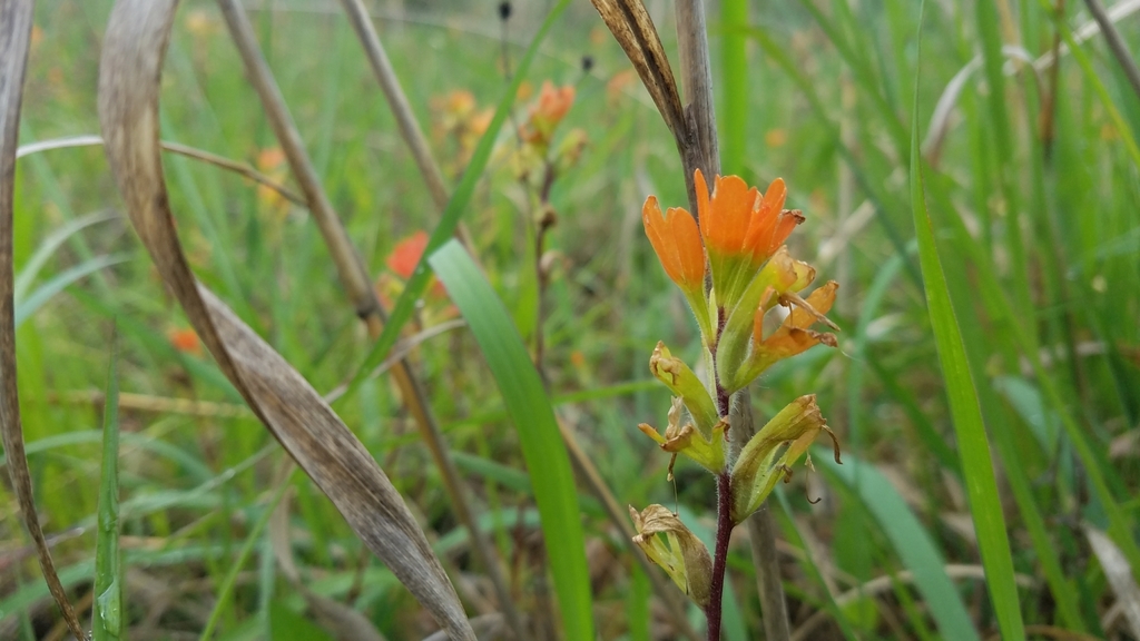 Paintedcup Paintbrush in June 2018 by cassi saari · iNaturalist