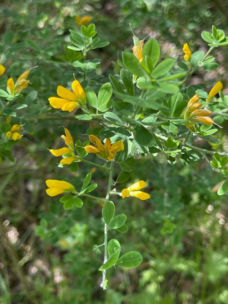 French broom from Golden Gate Natl. Rec. Area MA, Marin, Golden Gate National Recreation Area