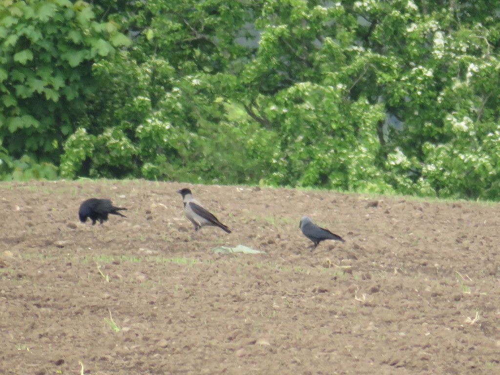 Hooded Crow from Standish, Wigan, UK on May 07, 2022 at 0300 PM by