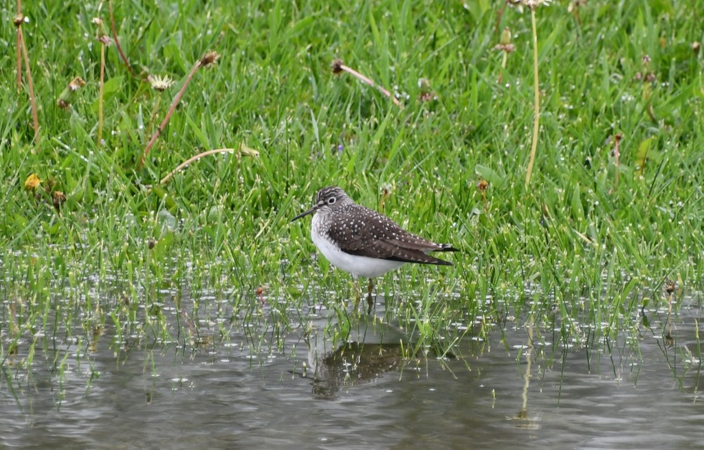 Solitary Sandpiper from Elkins, WV 26241, USA on May 07, 2022 at 1143