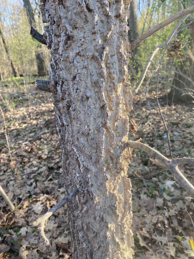 common hackberry from Madison, WI, USA on May 07, 2022 at 0630 PM by