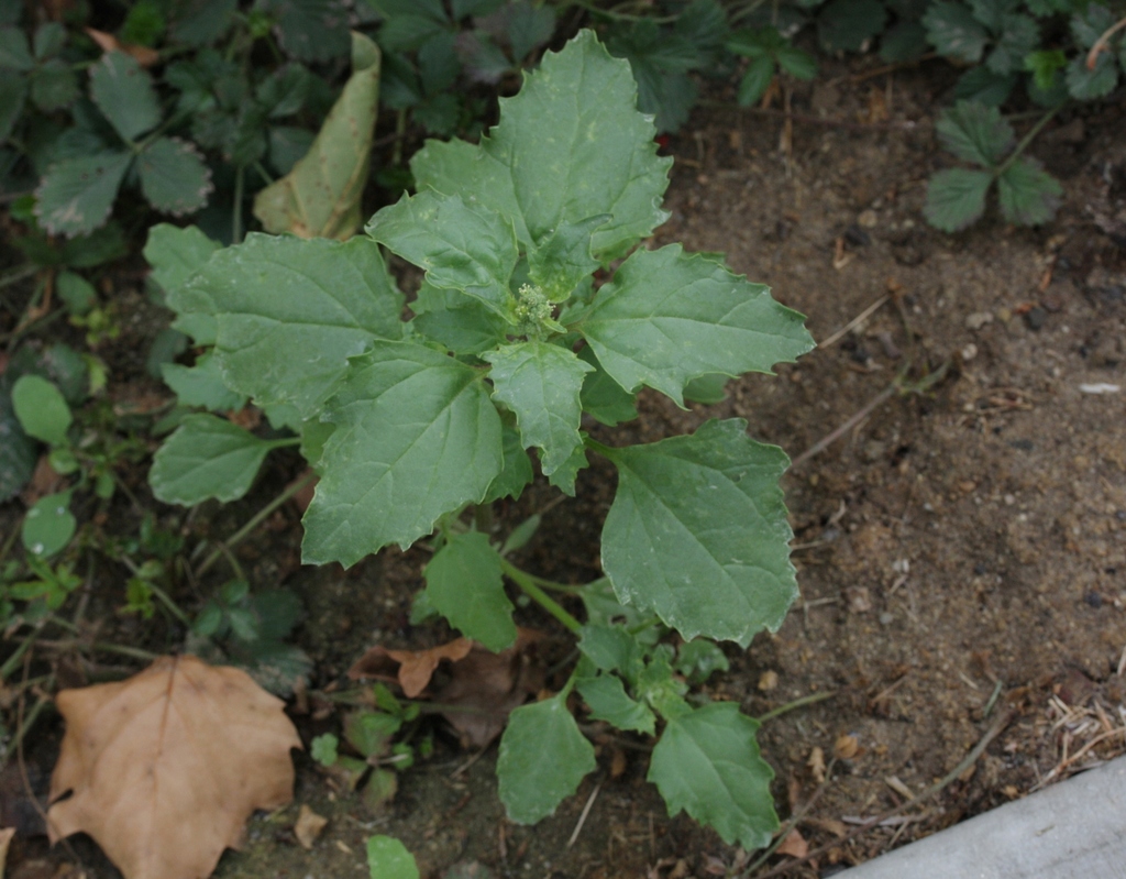 nettleleaved goosefoot (Eudicots of the Outer Lands) · iNaturalist