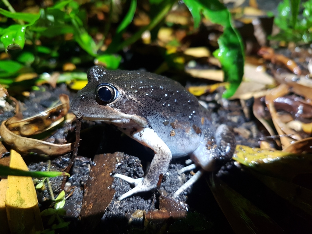 Eastern Banjo Frog from West Ulverstone TAS 7315, Australia on March 04
