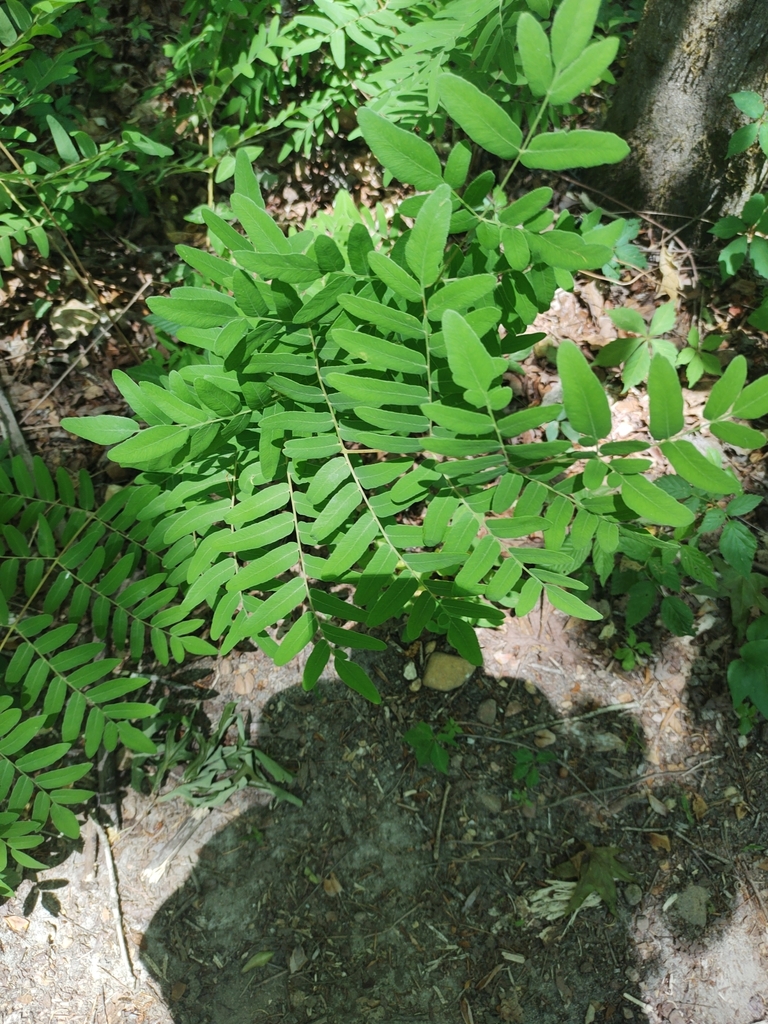 American Royal Fern from McIntyre, GA 31054, USA on May 10, 2022 at 01