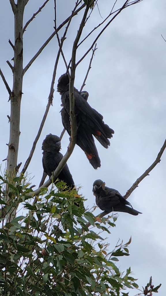 Glossy BlackCockatoo from Jervis Bay Territory, Australia on May 11, 2022 at 1235 PM by Dion