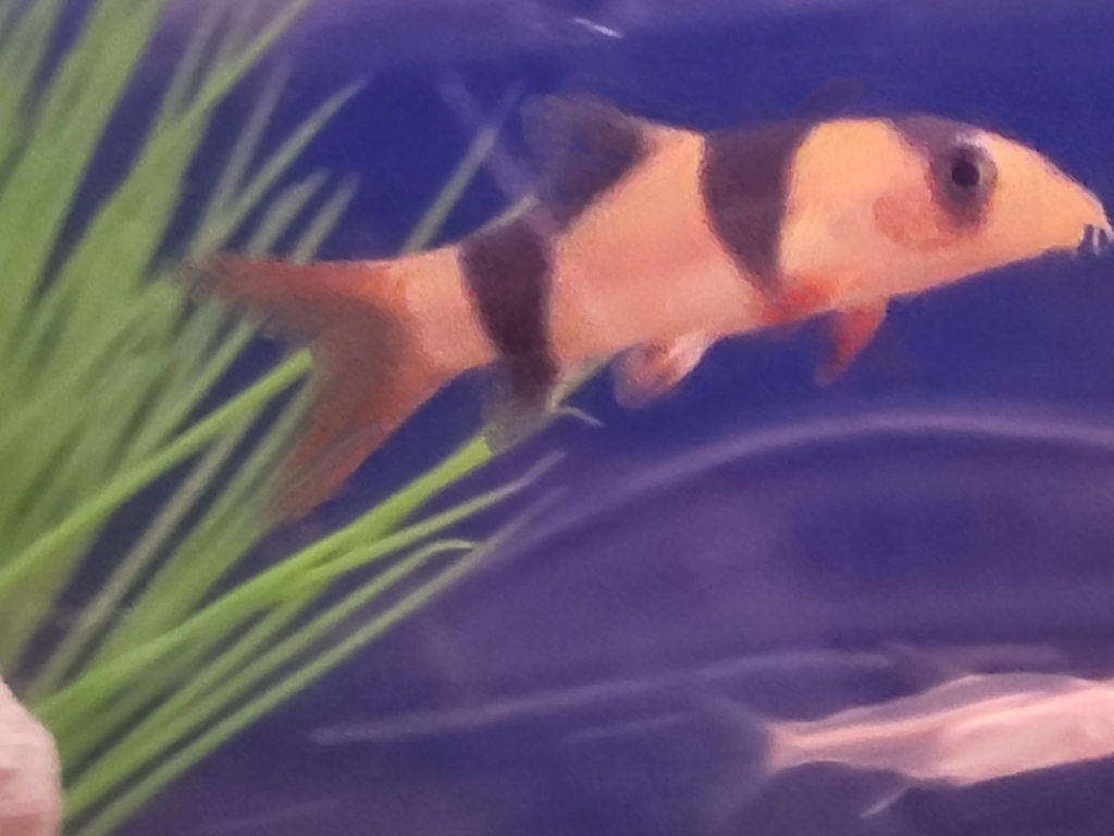 Tiger Loach from Franklin Ave + Langdon St, Franklin Square, NY 11010