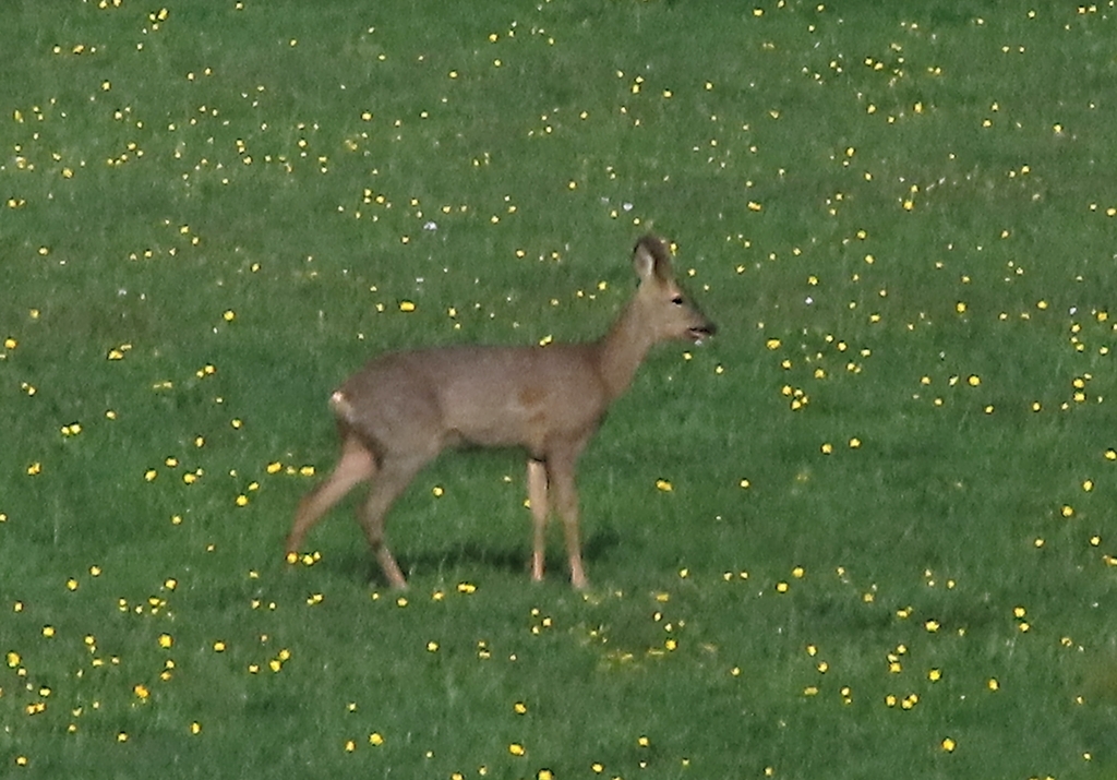 European Roe Deer from Milton Street, Polegate BN26 5RP, UK on May 13