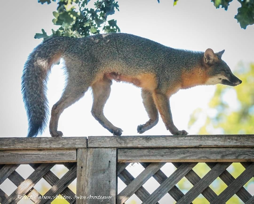 Gray Fox from Willowbank, Davis, CA 95618, USA on May 14, 2022 at 0815