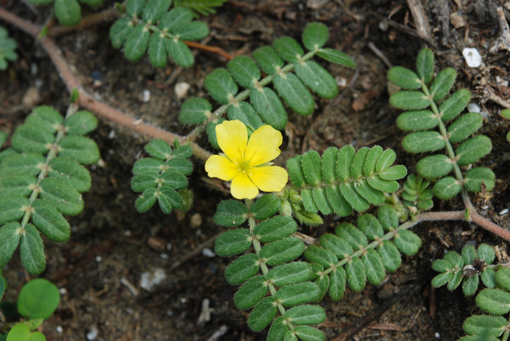 All About the National Flower of the UAE Tribulus Omanense
