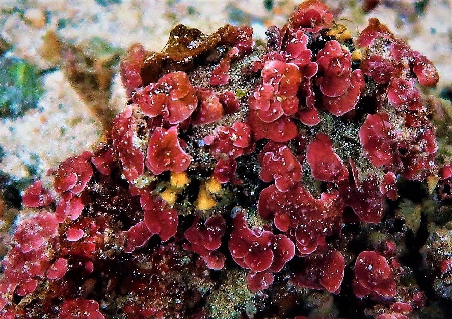 Jewel Anemone from 57 Edith St, Edithburgh SA 5583, Australia on May