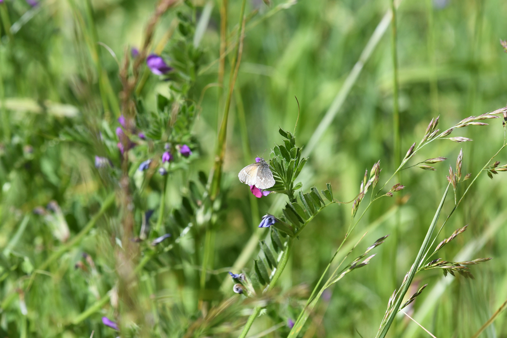 Common Ringlet from Golden Gate Natl. Rec. Area MA, Marin, Golden Gate National Recreation