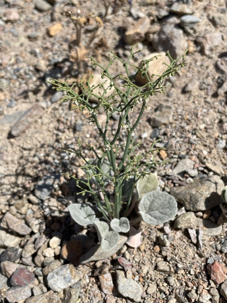 Pagoda Buckwheat from Death Valley National Park, Inyo, California