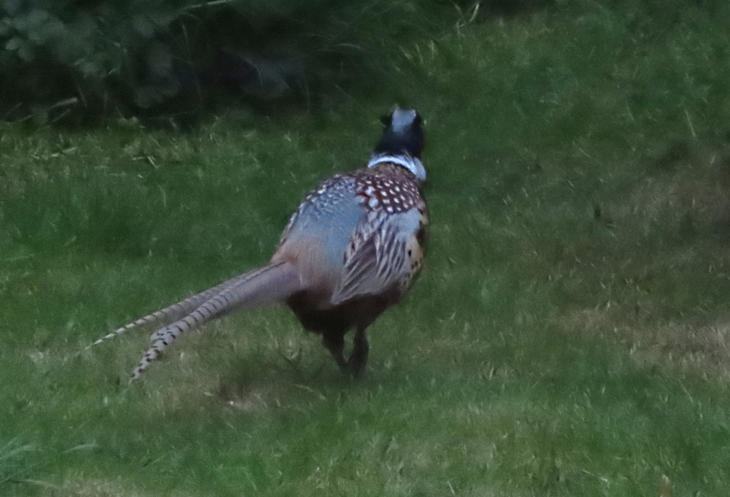 Ringnecked Pheasant from Milton Street, Polegate BN26 5RP, UK on May