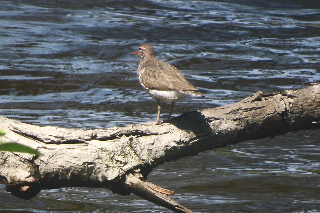 Spotted Sandpiper from Île SaintJoseph, Laval, QC H7J, Canada on May