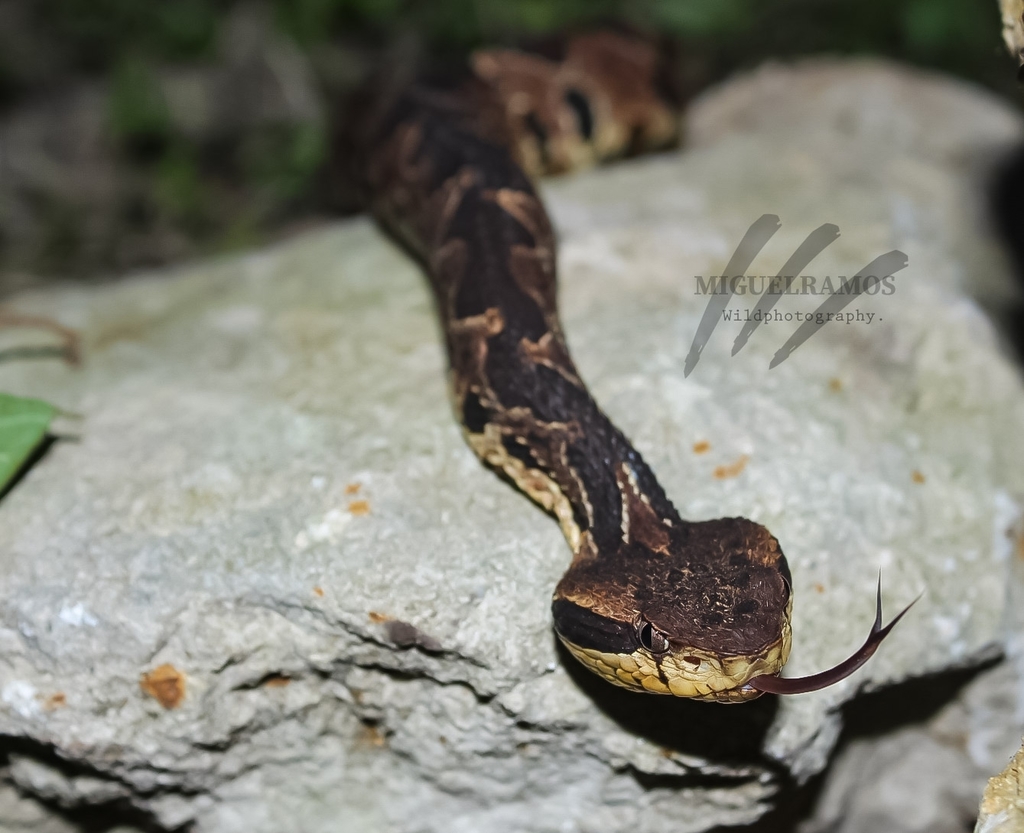 Central American Jumping Pit Viper from Multifamiliar, Salvador Díaz