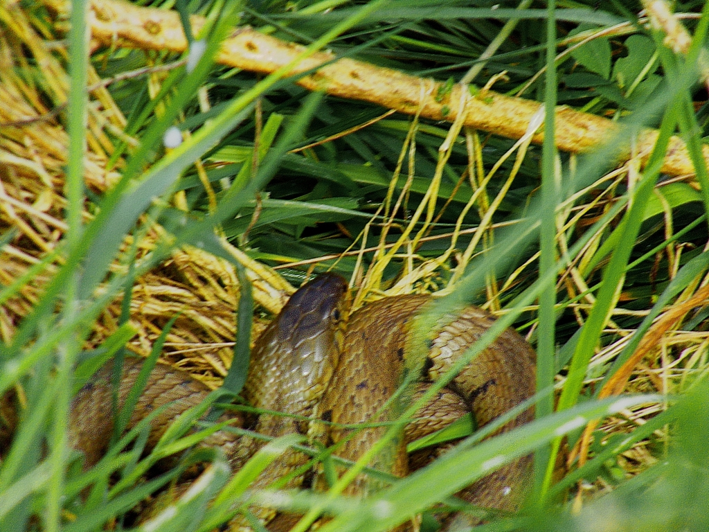 barred grass snake from Yate, Bristol BS37, UK on May 27, 2022 at 0910