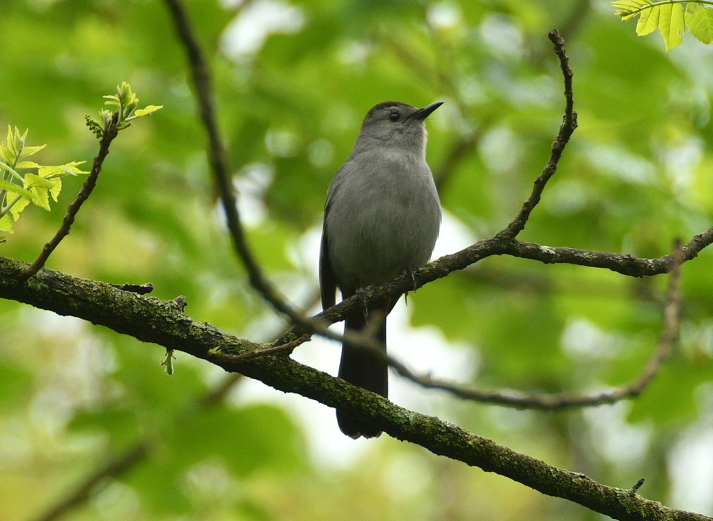 Gray Catbird from Jacobsburg Environmental Education Center, Belfast