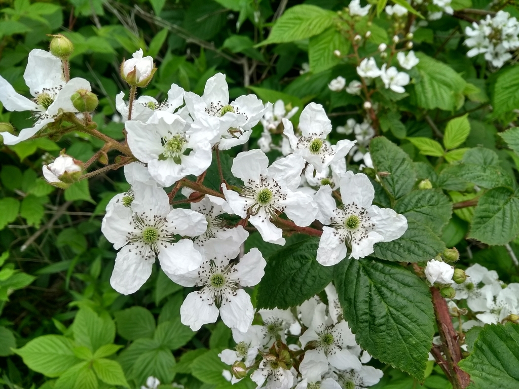 American blackberry (Edible, Useful and Medicinal Plants of the