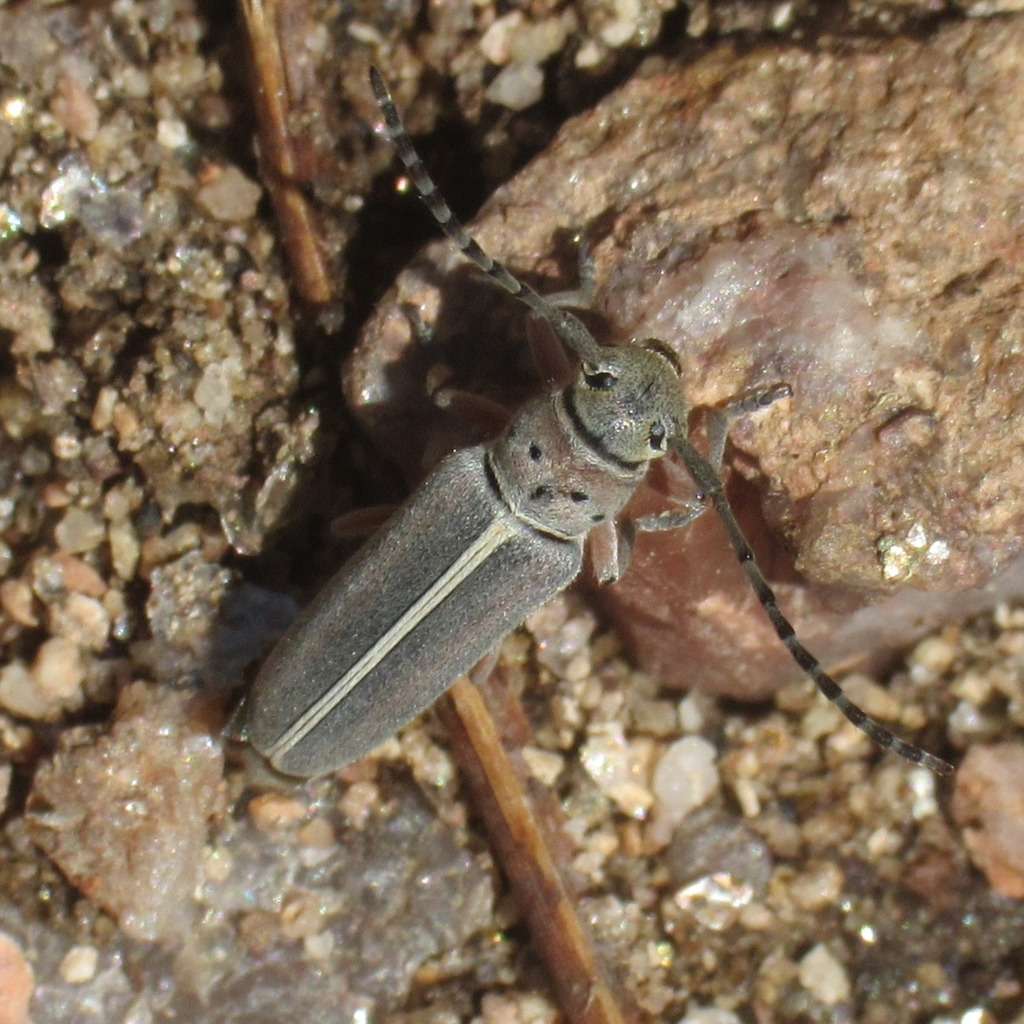 Mecas pergrata from 708 Lodgepole Dr, Bellvue, CO 80512, USA on June 2