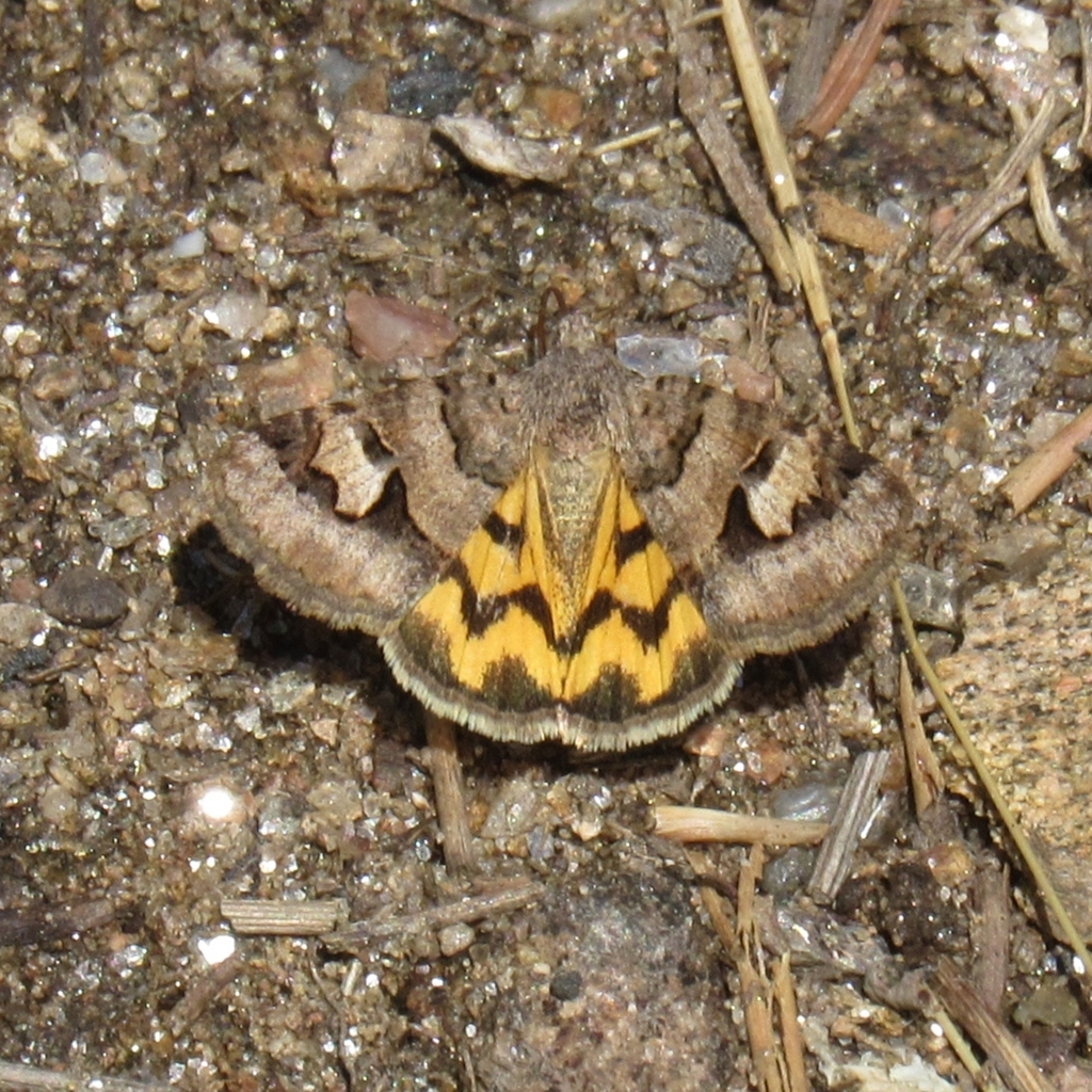 Shadowy Arches from 708 Lodgepole Dr, Bellvue, CO 80512, USA on June 02