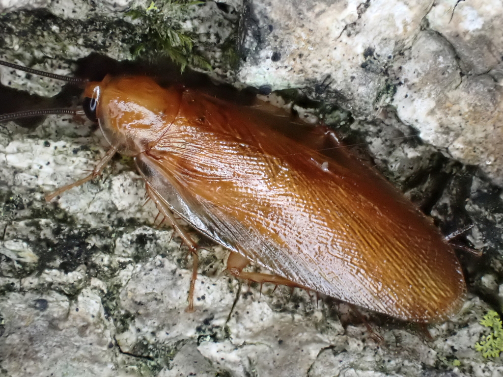 North American Wood Cockroaches from South Cleveland, TN, USA on May 27, 2022 at 1015 PM by