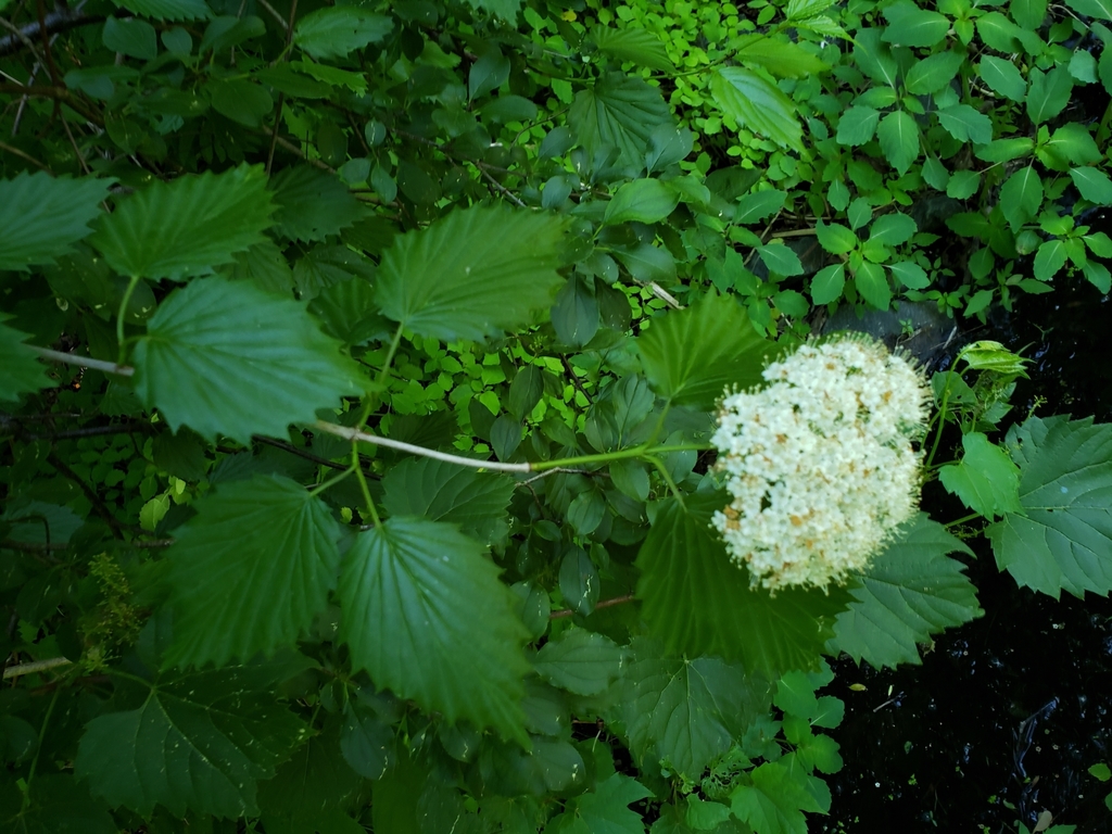 Southern Arrowwood from Mohawk Hudson BikeHike Trail on June 04, 2022
